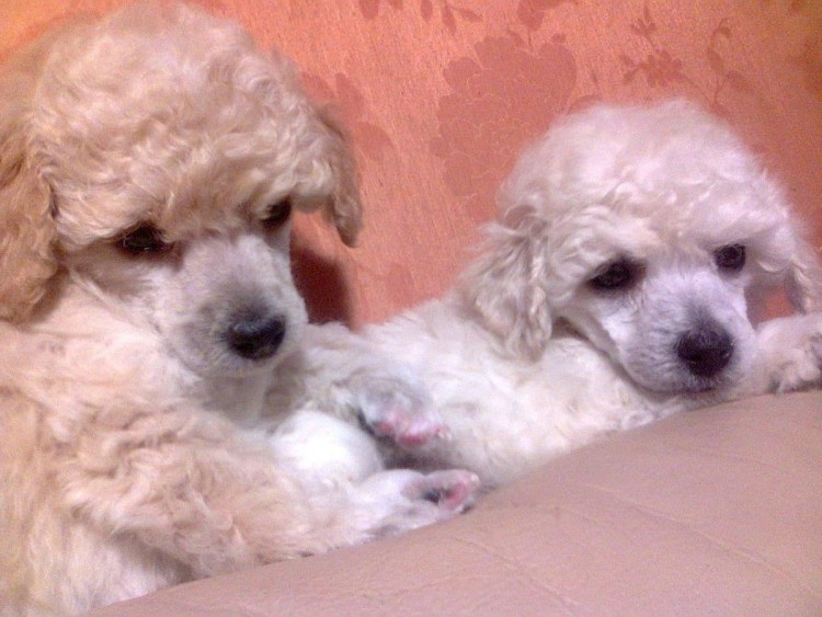 Карликовый пудель окрасы