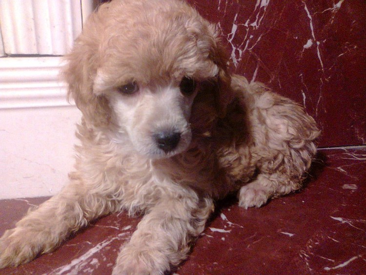 Карликовый пудель красного окраса