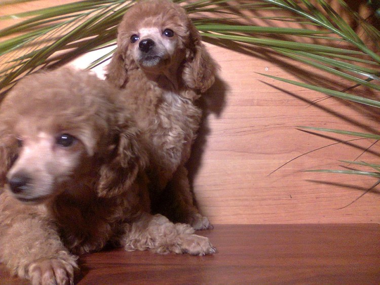 Зимина Елена пудель Москва