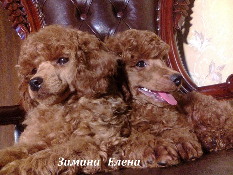 Карликовый пудель Тикап