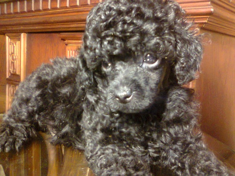 Пепельный карликовый пудель