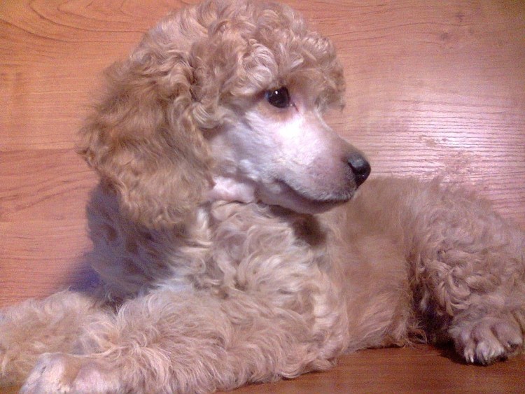 Пудель малый абрикосовый