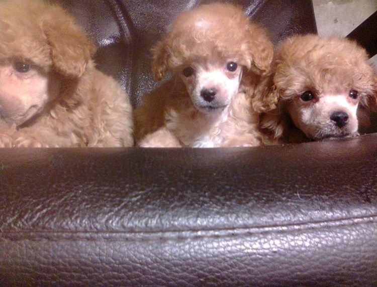 Карликовый пудель абрикосовый и красный