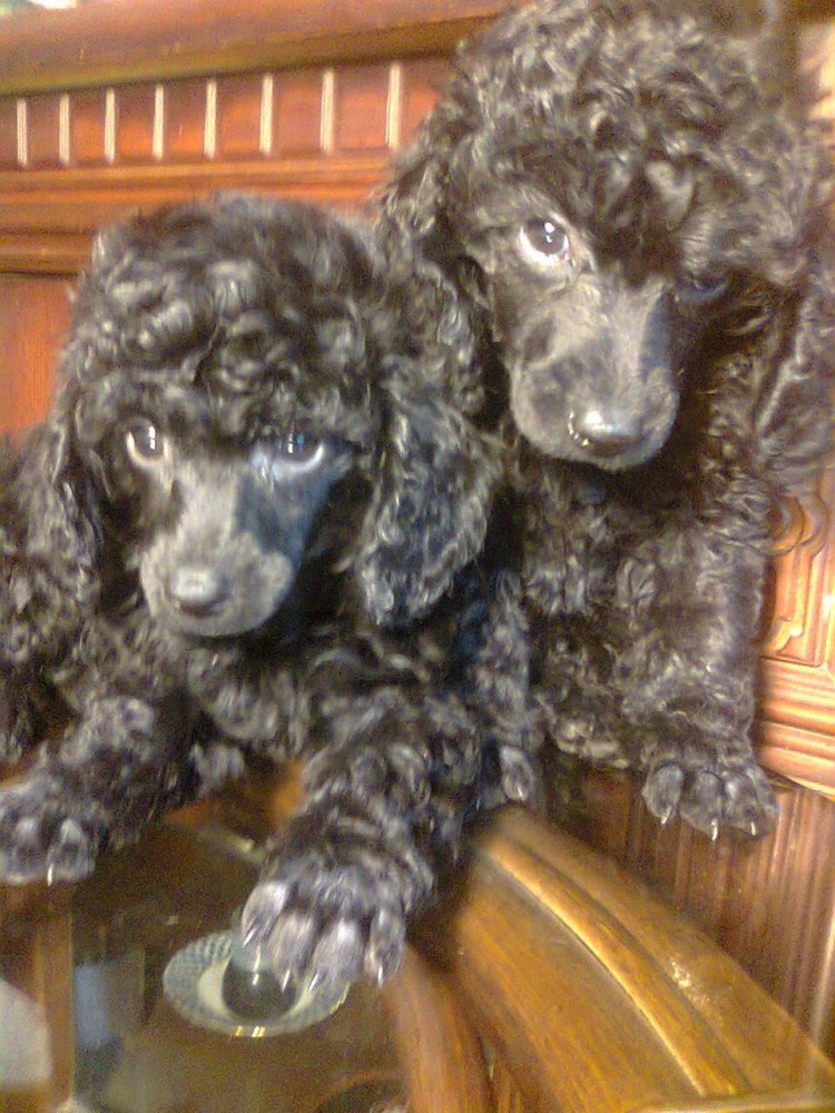 Пудель карликовый окрас Фантом