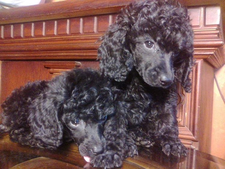 Карликовый пудель черный пудель