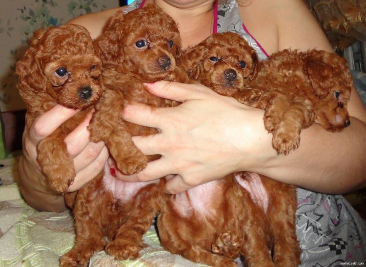 Карликовый пудель красного окраса