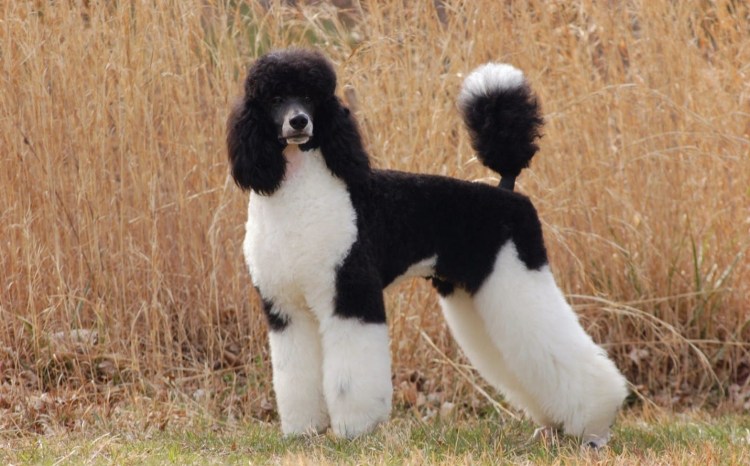 Пудель карликовый золотистый