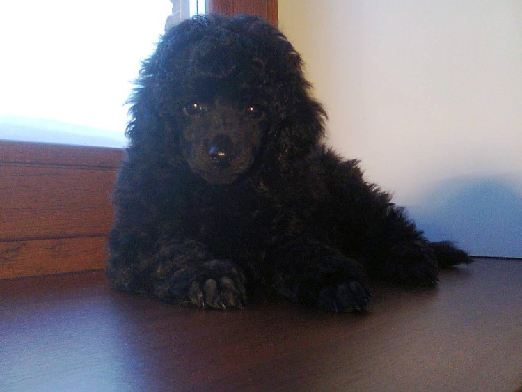 Карликовый пудель нестриженный