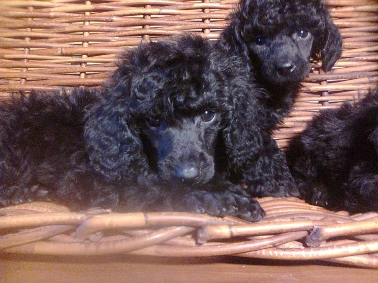 Той пудель шоколадный