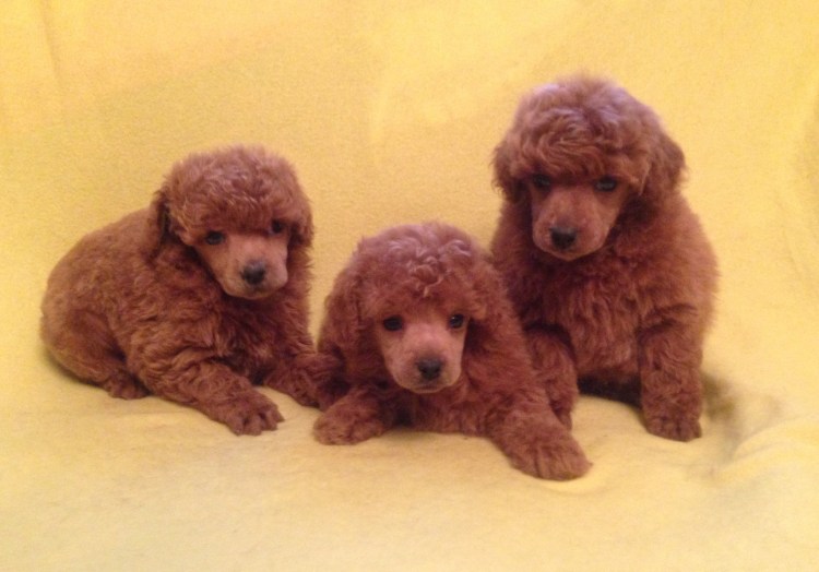 Пудель Арлекин стандарт