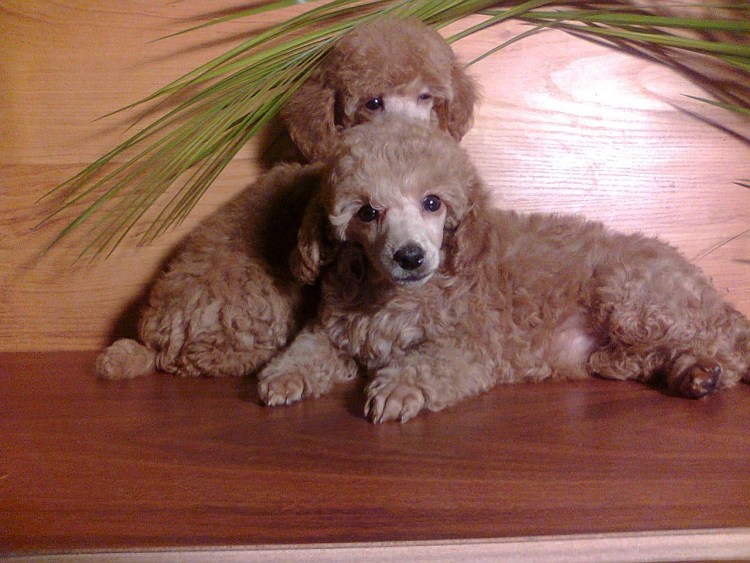 Пудель Папильон