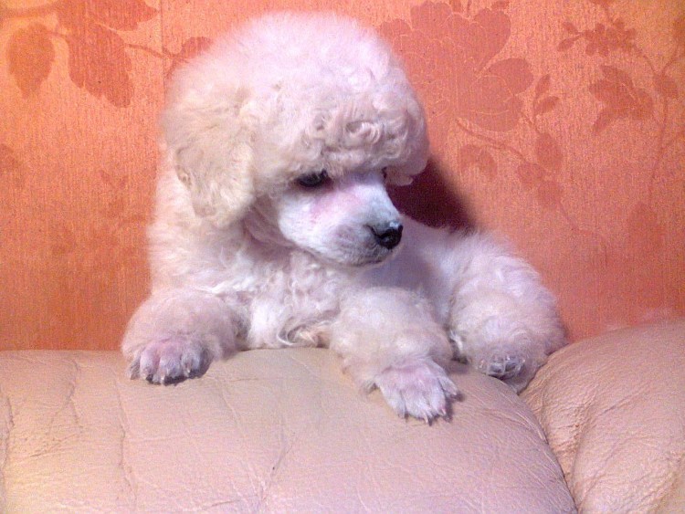 Пудель карликовый абрикосовый