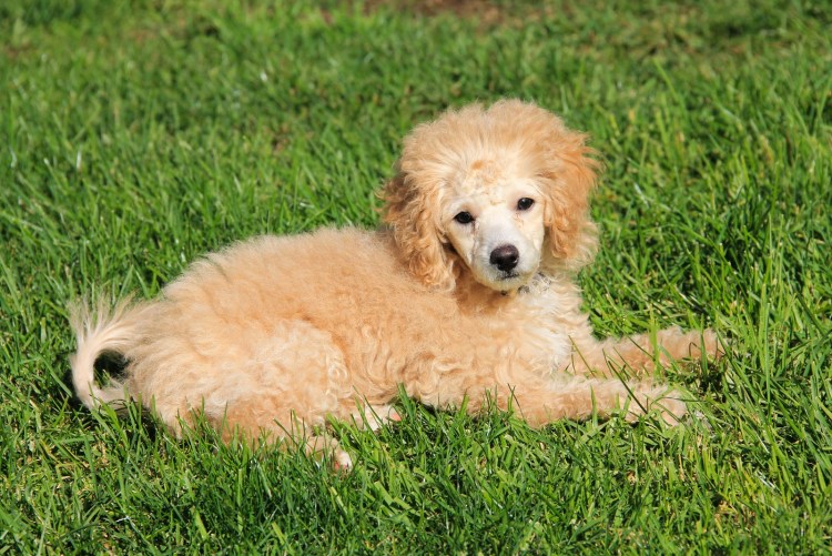 Пудель карликовый абрикосовый