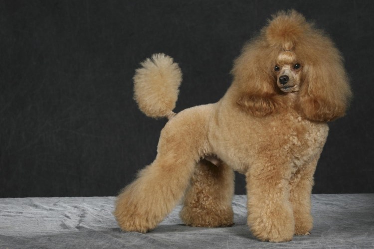 Карликовый пудель