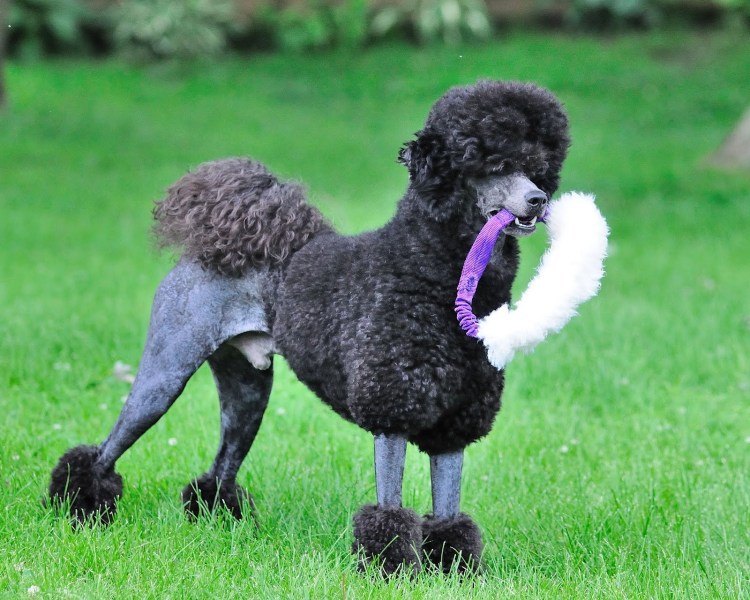 Карликовый пудель шоколадного окраса