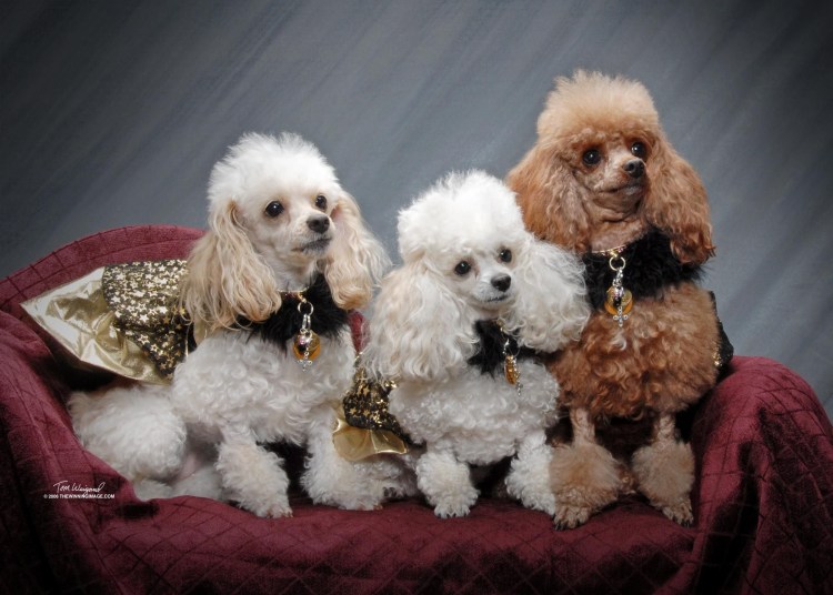 Той пудель Арлекин