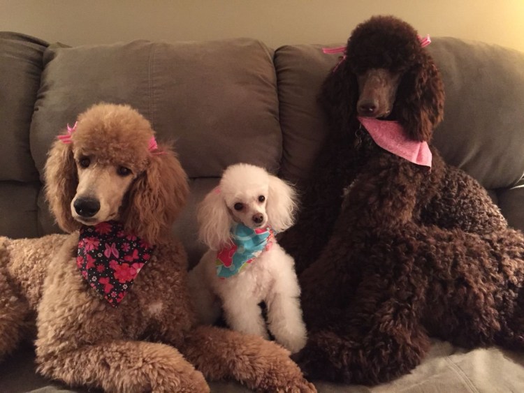 Королевский пудель Арлекин