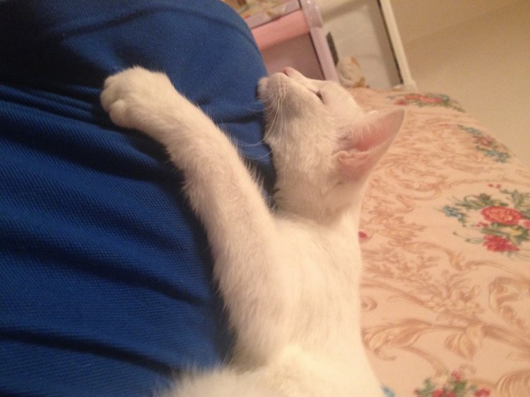 Кошка просит кота