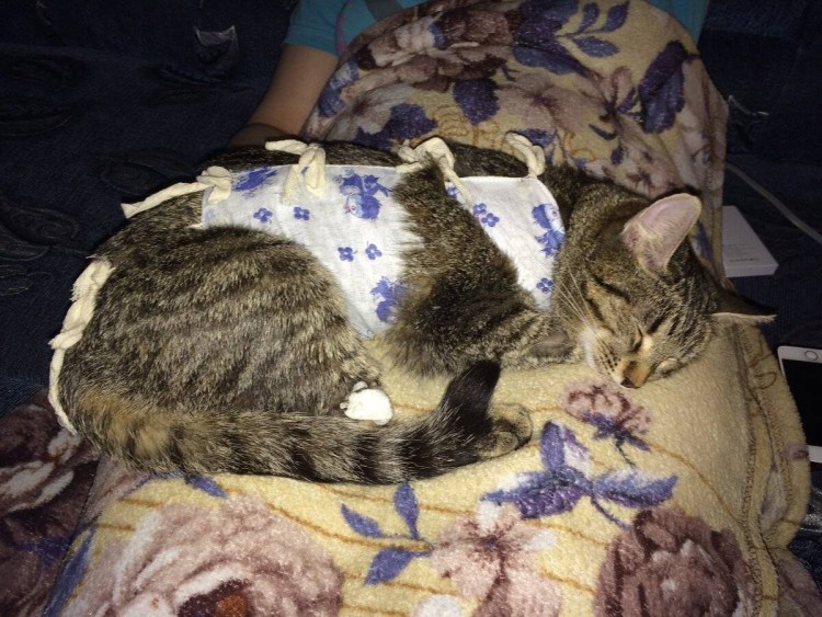 Кошка готова к спариванию