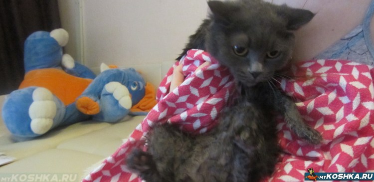 Кошка гуляет