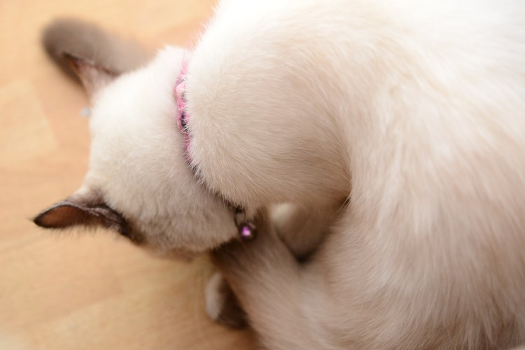 Комбинезон для кошки после стерилизации