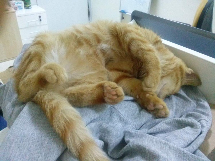 Анатомия репродуктивной системы кобеля