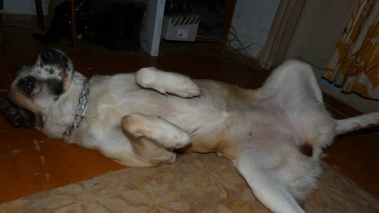 Таблетки для кошек СЕКСКОНТРОЛЬ