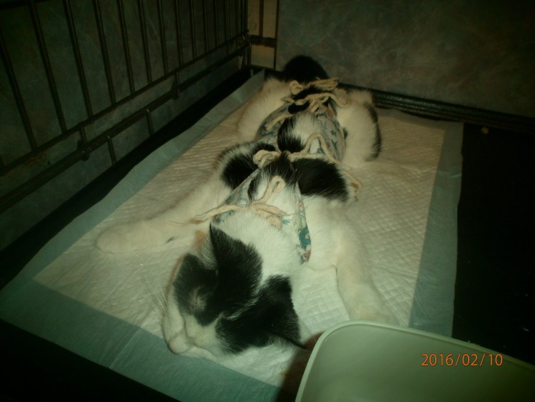 Кошка просит кота фото