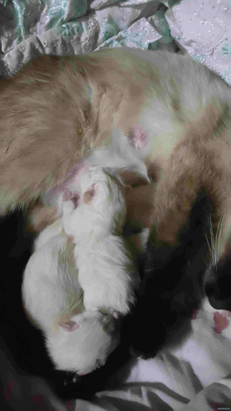 Течка у кошек после стерилизации