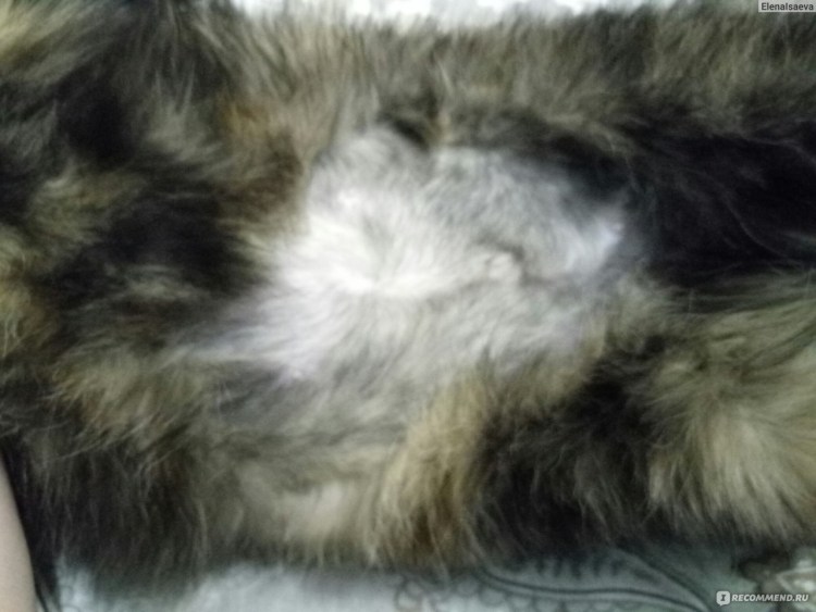 Как стерилизуют кошек схема