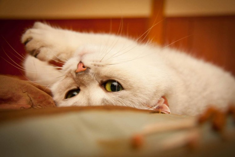 Мочекаменная болезнь у котов симптомы