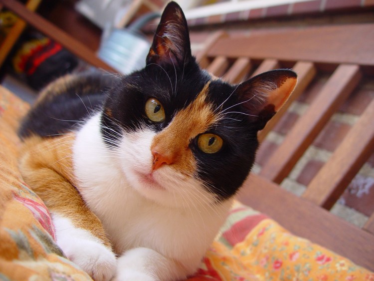 Кот в подгузнике