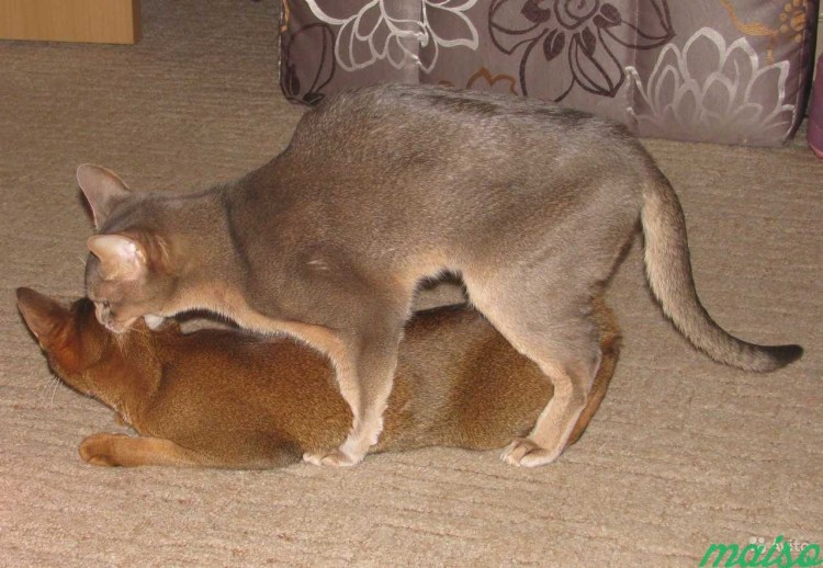 Кошки совокупляются