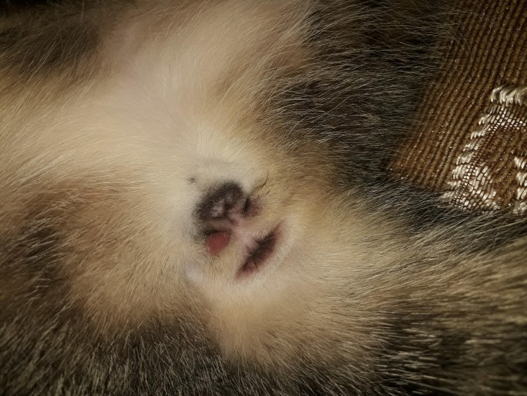 Кот и кошка отличия по морде