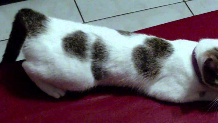 Удовлетворение кошки без кота