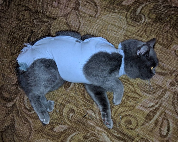 Как выглядит течка у собак