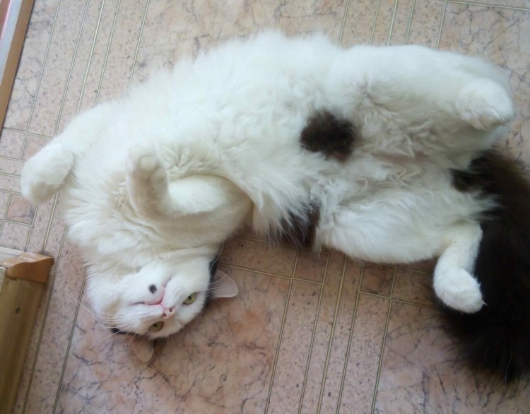 Кошка изгибается