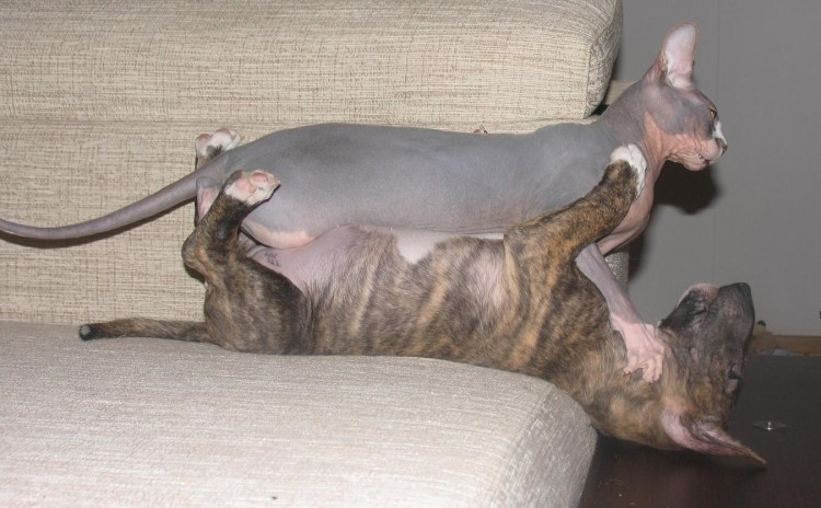 Когда начинается течка у кошек