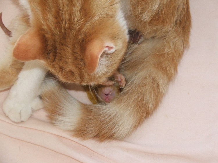 Хотение кошки