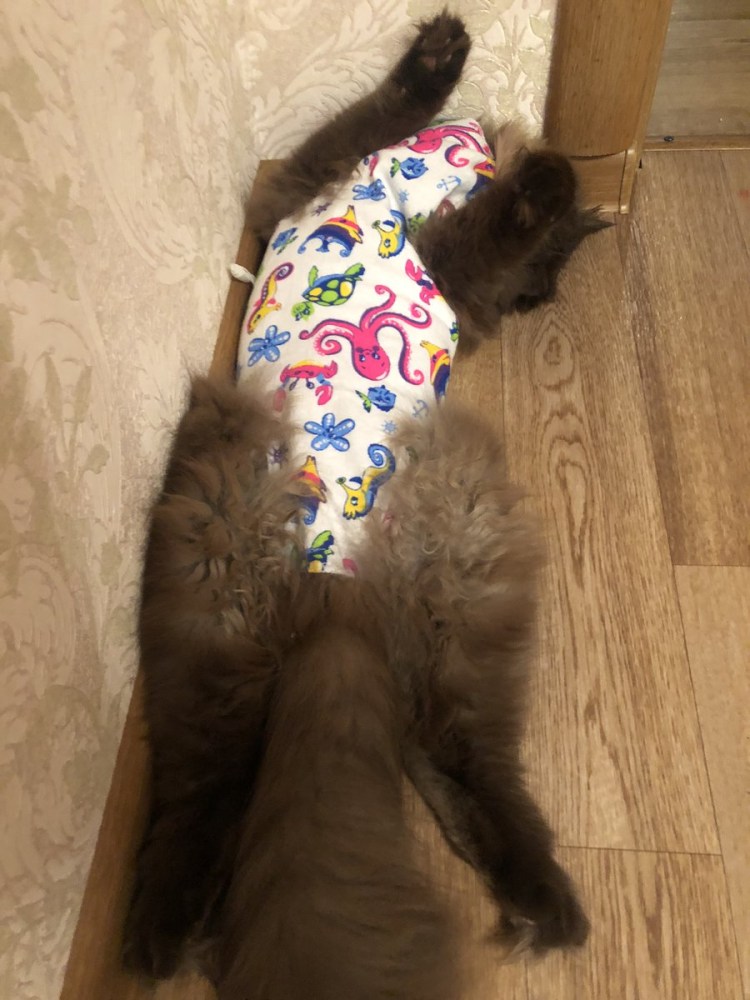 Поза кошки во время течки