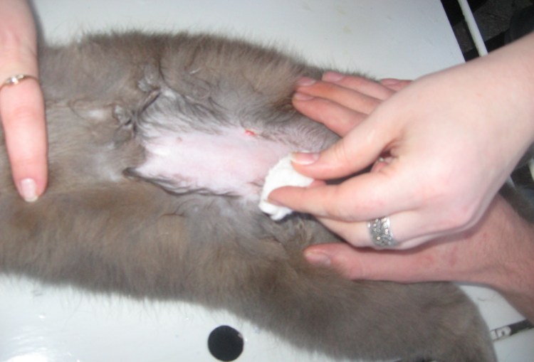 Химическая стерилизация хорьков