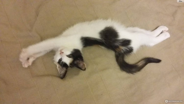 Кошка просит кота