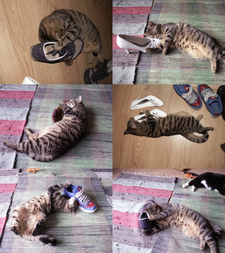 Первая течка у кошки Британки