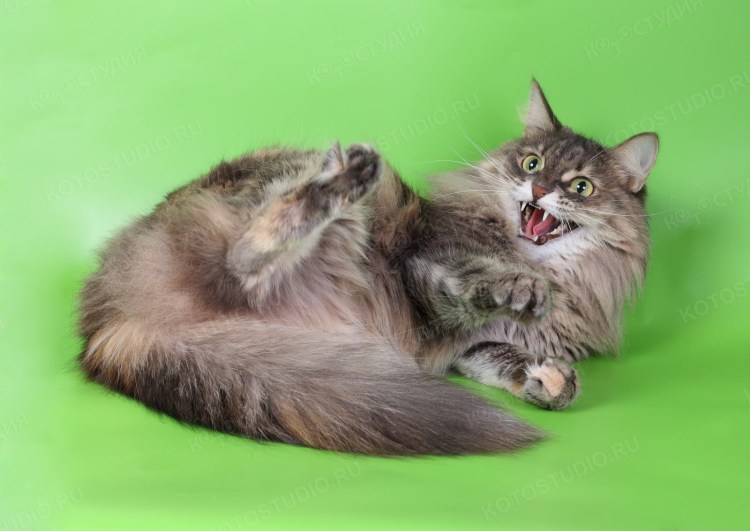 Беременность у кошек Продолжительность