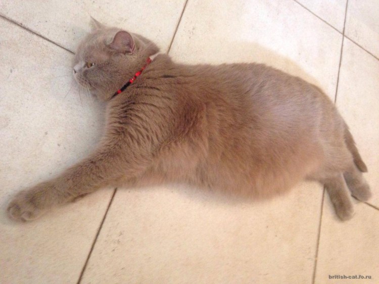 Кошка хочет кота