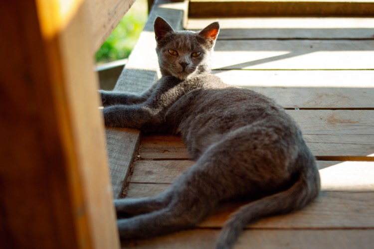 Правильная кондиция собаки
