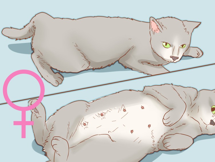 Кот стремится