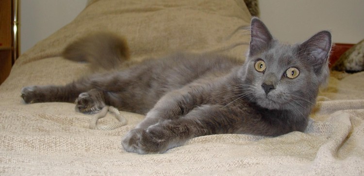 Кошка после стерилизации