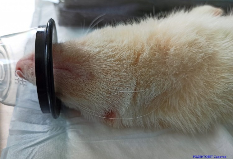 Наружные половые органы собаки