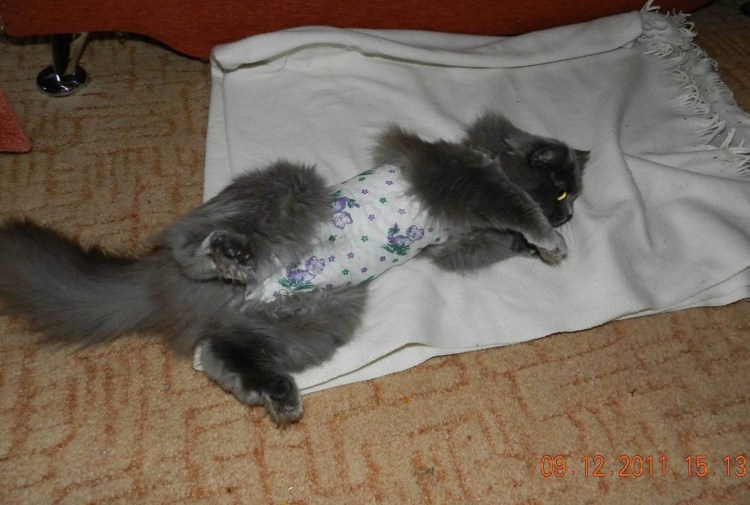 Стерилизация сиамской кошки